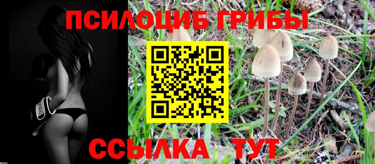 Псилоцибиновые грибы мицелий  что такое   Псилоцибиновые грибы Cubensis  Среднеуральск  Вход с VPN 
